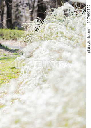 <莊內綠地公園> 雪柳盛開 117999132