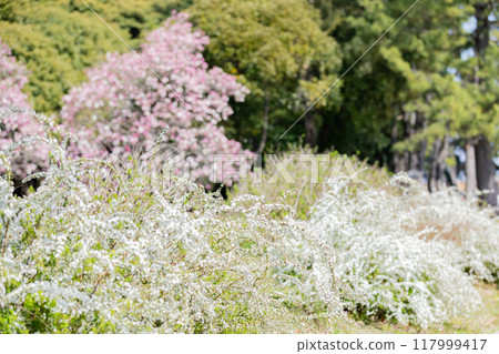 <Shonai Green Park> A collaboration of snow willows and plum blossoms 117999417