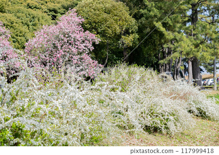 <Shonai Green Park> A collaboration of snow willows and plum blossoms 117999418