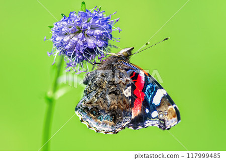Red Admiral butterfly (Vanessa Atalanta) sitting on blue flower Devil's-bit scabious, isolated on green background Red Admiral butterfly (Vanessa Atalanta) sitting on blue flower Devil's-bit scabious, isolated on green background 117999485