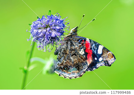 Red Admiral butterfly (Vanessa Atalanta) sitting on blue flower Devil's-bit scabious, isolated on green background Red Admiral butterfly (Vanessa Atalanta) sitting on blue flower Devil's-bit scabious, isolated on green background 117999486