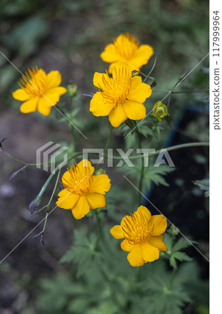 Macro image of Chinese Globeflower blooms 117999964