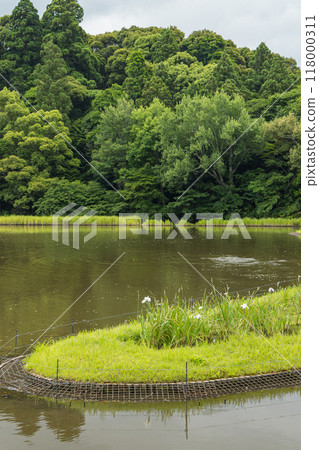 Magatama Pond at the Geku of Ise Grand Shrine in Ise City, Mie Prefecture, Japan 118000311
