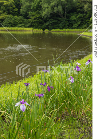 Irises blooming in the Magatama Pond at the Outer Shrine of Ise Grand Shrine in Ise City, Mie Prefecture, Japan Irises blooming in the Magatama Pond at the Outer Shrine of Ise Grand Shrine in Ise City, Mie Prefecture, Japan 118000312