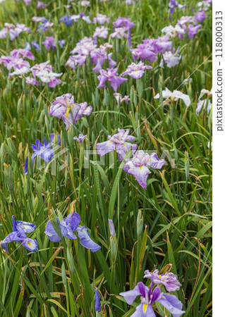 Irises blooming in the Magatama Pond at the Outer Shrine of Ise Grand Shrine in Ise City, Mie Prefecture, Japan 118000313