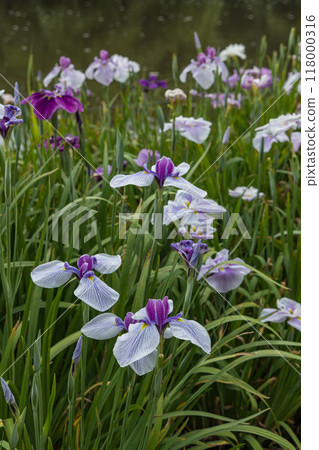 Irises blooming in the Magatama Pond at the Outer Shrine of Ise Grand Shrine in Ise City, Mie Prefecture, Japan 118000316