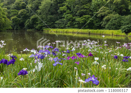 Irises blooming in the Magatama Pond at the Outer Shrine of Ise Grand Shrine in Ise City, Mie Prefecture, Japan 118000317