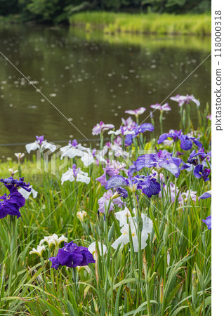 日本三重縣伊勢市伊勢神宮外宮勾玉池中盛開的鳶尾花 118000318