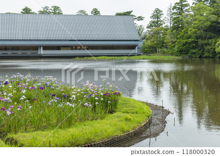 Irises blooming in the Magatama Pond at the Outer Shrine of Ise Grand Shrine in Ise City, Mie Prefecture, Japan 118000320