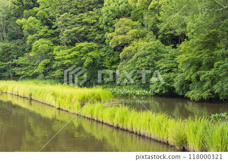 Magatama Pond at the Geku of Ise Grand Shrine in Ise City, Mie Prefecture, Japan 118000321