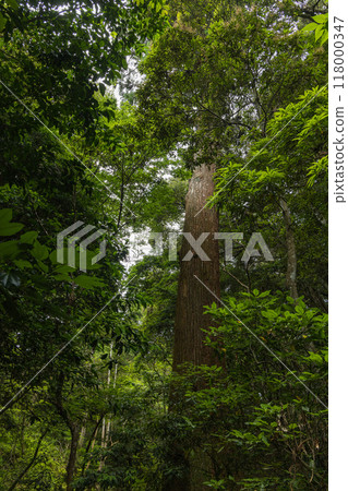 A huge cedar tree in the grounds of the Outer Shrine of Ise Grand Shrine in Ise City, Mie Prefecture, Japan 118000347
