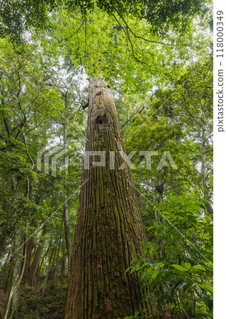 A huge cedar tree in the grounds of the Outer Shrine of Ise Grand Shrine in Ise City, Mie Prefecture, Japan 118000349