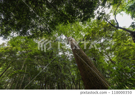 A huge cedar tree in the grounds of the Outer Shrine of Ise Grand Shrine in Ise City, Mie Prefecture, Japan 118000350