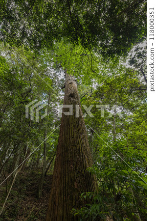 A huge cedar tree in the grounds of the Outer Shrine of Ise Grand Shrine in Ise City, Mie Prefecture, Japan 118000351