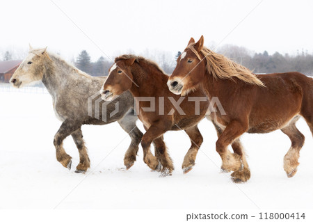 2026 Chinese Zodiac Horse① 2026 Chinese Zodiac Horse① 118000414