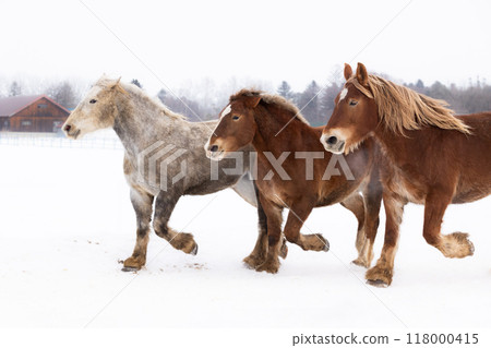 2026 Chinese Zodiac Horse② 2026 Chinese Zodiac Horse② 118000415