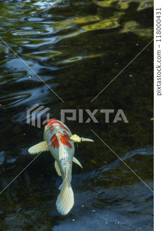 Carp swimming in the pond of the Inner Shrine of Ise Grand Shrine in Ise City, Mie Prefecture, Japan 118000431