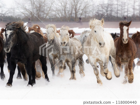 2026年生肖馬③ 2026年生肖馬③ 118000440