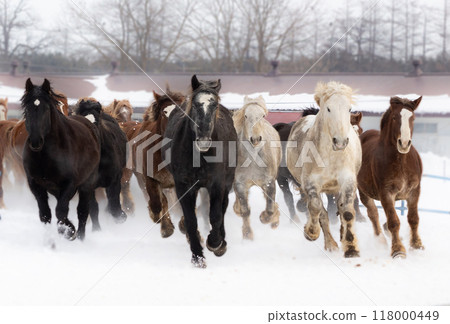 2026 Chinese Zodiac Horse④ 2026 Chinese Zodiac Horse④ 118000449