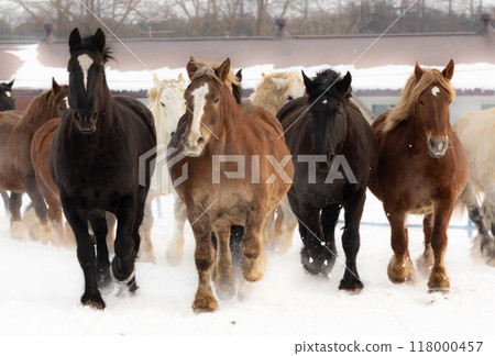 2026 Chinese Zodiac Horse⑤ 2026 Chinese Zodiac Horse⑤ 118000457