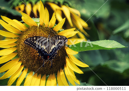 Sunflowers and swallowtail butterfly 118000511