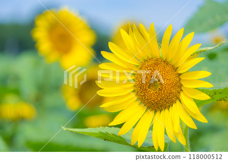 summer sunflowers 118000512