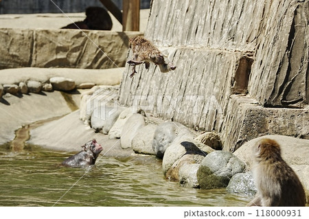 一隻小猴子因為太熱而跳進池塘 118000931