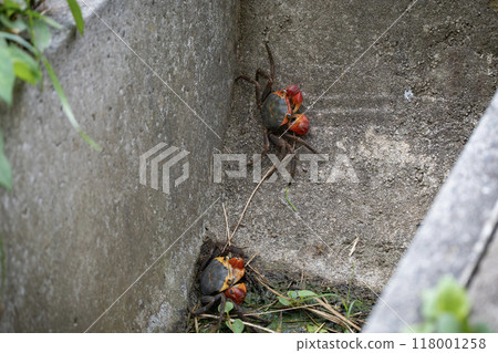 兩隻紅蟹 兩隻紅蟹 118001258