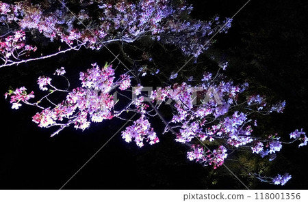 夜間盛開的夢幻櫻花盛宴 118001356