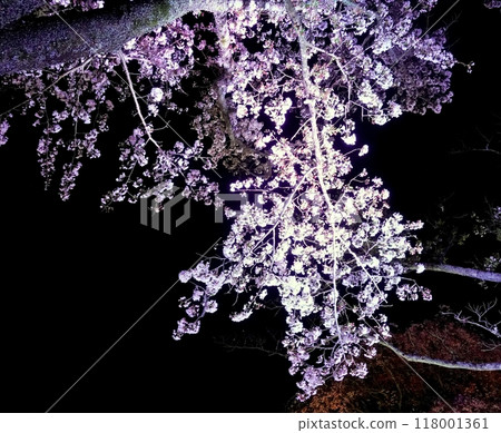 A fantastic nighttime feast of cherry blossoms in full bloom A fantastic nighttime feast of cherry blossoms in full bloom 118001361
