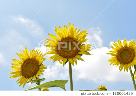 夏日天空中閃耀的大向日葵 118001439