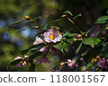 粉紅山茶花（山茶花） 118001567