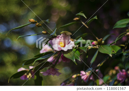 粉紅山茶花(山茶花) 粉紅山茶花(山茶花) 118001567
