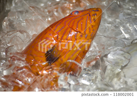 冰上新鮮紅條魚 冰上新鮮紅條魚 118002001