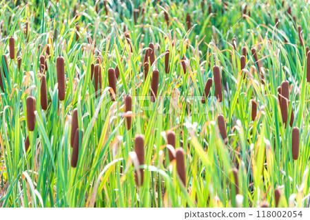 Cattail clusters in early autumn 118002054