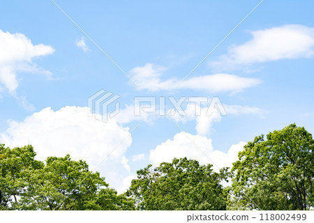 Summer blue sky, trees and white clouds Summer blue sky, trees and white clouds 118002499