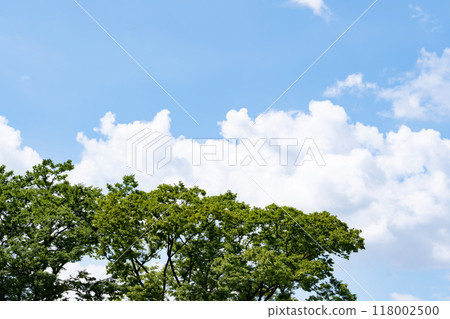Summer blue sky, trees and white clouds 118002500