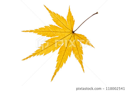 Autumn leaves (yellow) Autumn leaves (yellow) 118002541