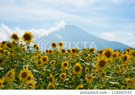 Mount Fuji and sunflower 118002542