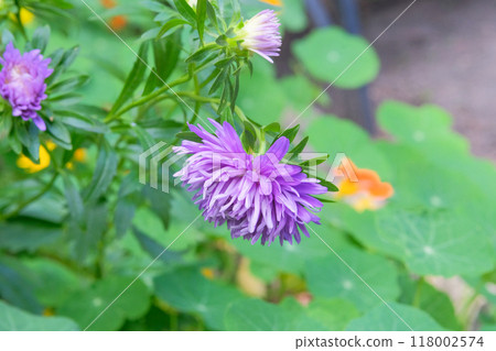 Flowers of Asters is growing in garden. Countryside. Purple flowers in meadow. Blooming flowers. Flowers of Asters is growing in garden. Countryside. Purple flowers in meadow. Blooming flowers. 118002574