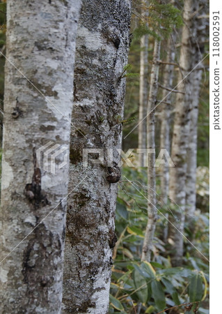水鰍樹皮 118002591