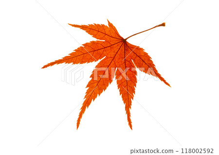 Autumn leaves 118002592