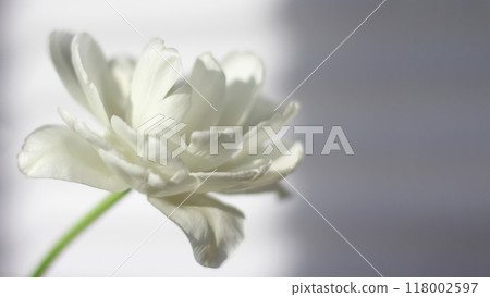 White tulip close-up, soft focus. The concept of women holidays, mother day, women birthday. White tulip close-up, soft focus. The concept of women holidays, mother day, women birthday. 118002597