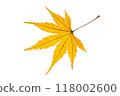 Autumn leaves (yellow) 118002600