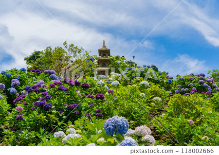 Hydrangea scenery at Ikoi no Satoen (Kanoya City) Hydrangea scenery at Ikoi no Satoen (Kanoya City) 118002666