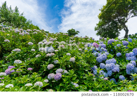 伊科之裡園的繡球花風景（鹿屋市） 118002670