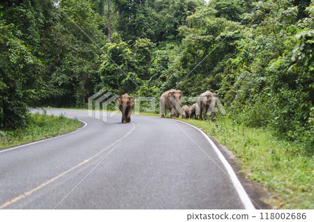 Group of wild elephants walking across the road National Park. Group of wild elephants walking across the road National Park. 118002686