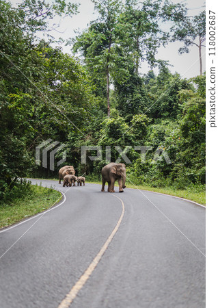 Group of wild elephants walking across the road National Park. Group of wild elephants walking across the road National Park. 118002687