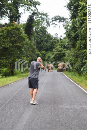 Back view of man photographer taking a photos of elephants in National Park. Back view of man photographer taking a photos of elephants in National Park. 118002688