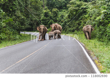 Group of wild elephants walking across the road National Park. 118002690